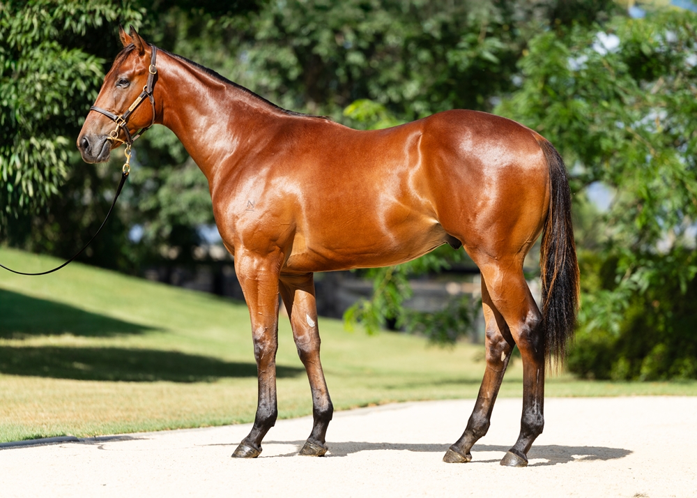 State of Rest (IRE) / Bohemian Bourbon (USA) 2024 Colt - Image 1