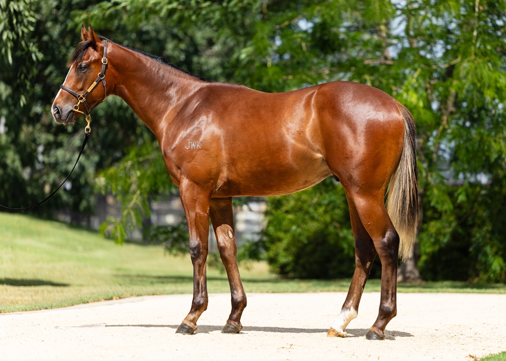 Russian Revolution (AUS) / Cadet Roni (USA) 2024 Colt - Image 1