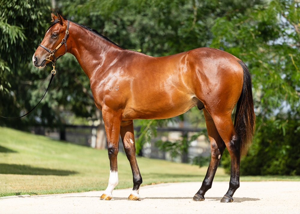 In the Congo (AUS) / Chipanda (AUS) 2024 Colt - Image 1