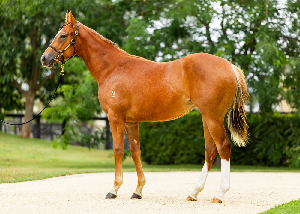 Extreme Choice (AUS) / Deroche (AUS) 2024 Filly - Image 1