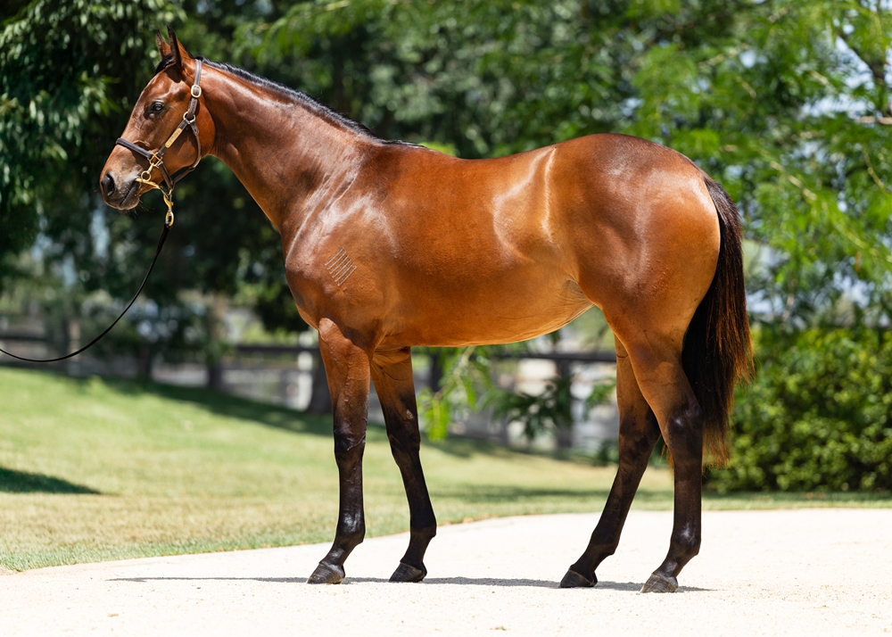 I Am Invincible (AUS) / Dirty Thoughts (AUS) 2024 Filly - Image 1