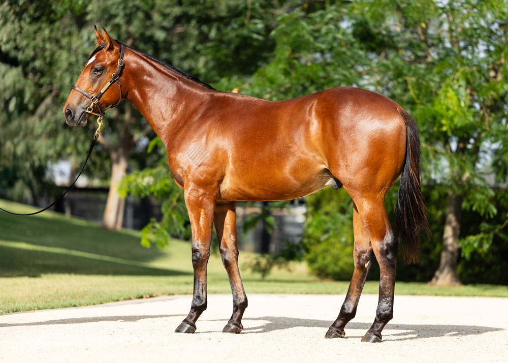 Extreme Choice (AUS) / Exotic Ruby (AUS) 2024 Colt - Image 1