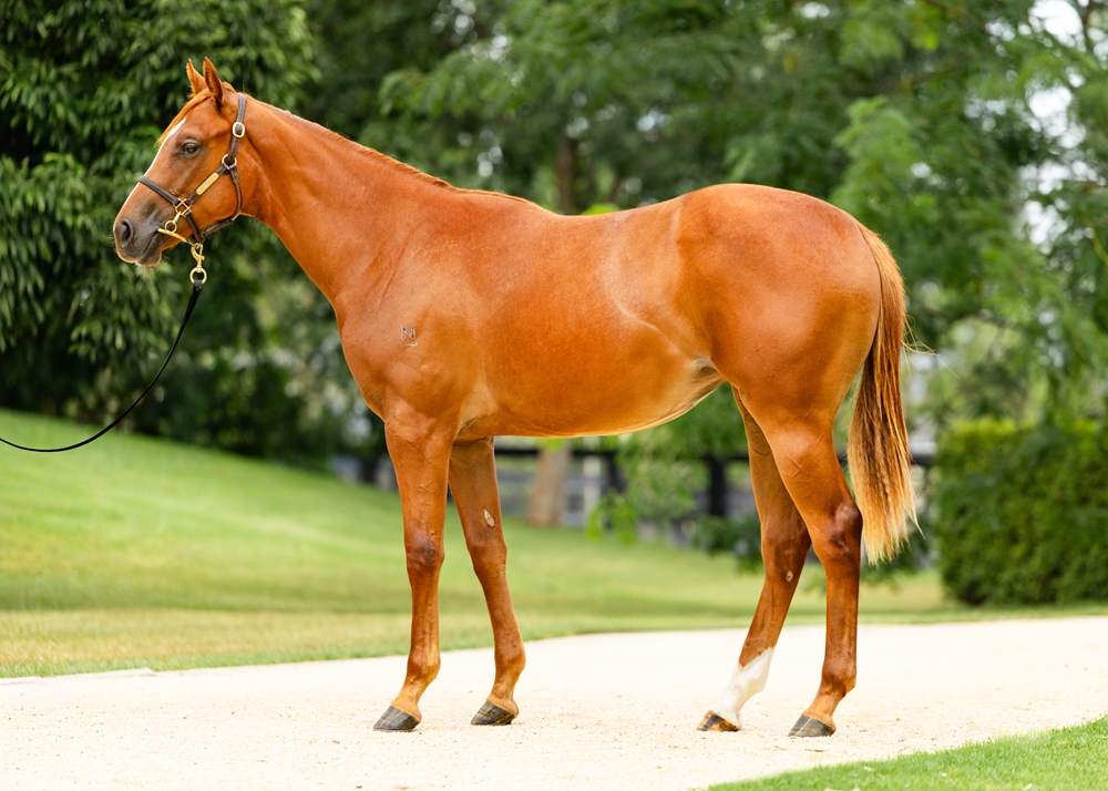 Capitalist (AUS) / Expat (NZ) 2024 Filly - Image 1