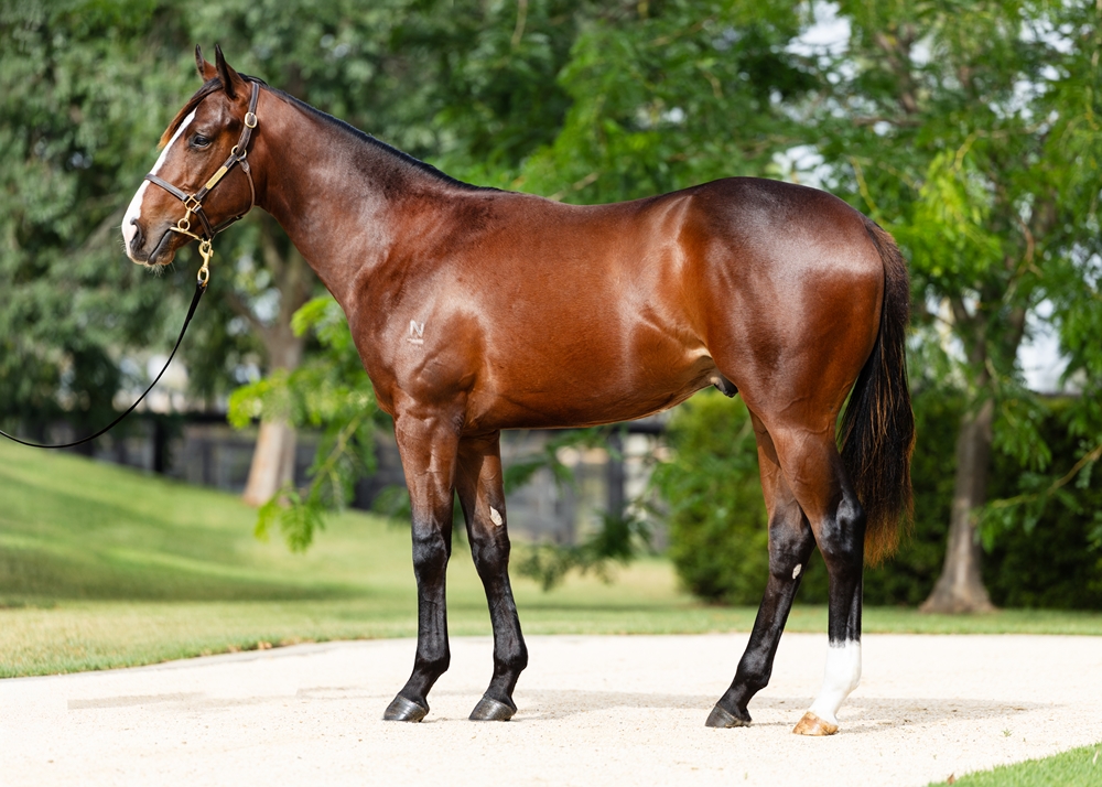 Russian Revolution (AUS) / Glint of Hope (JPN) 2024 Colt - Image 1