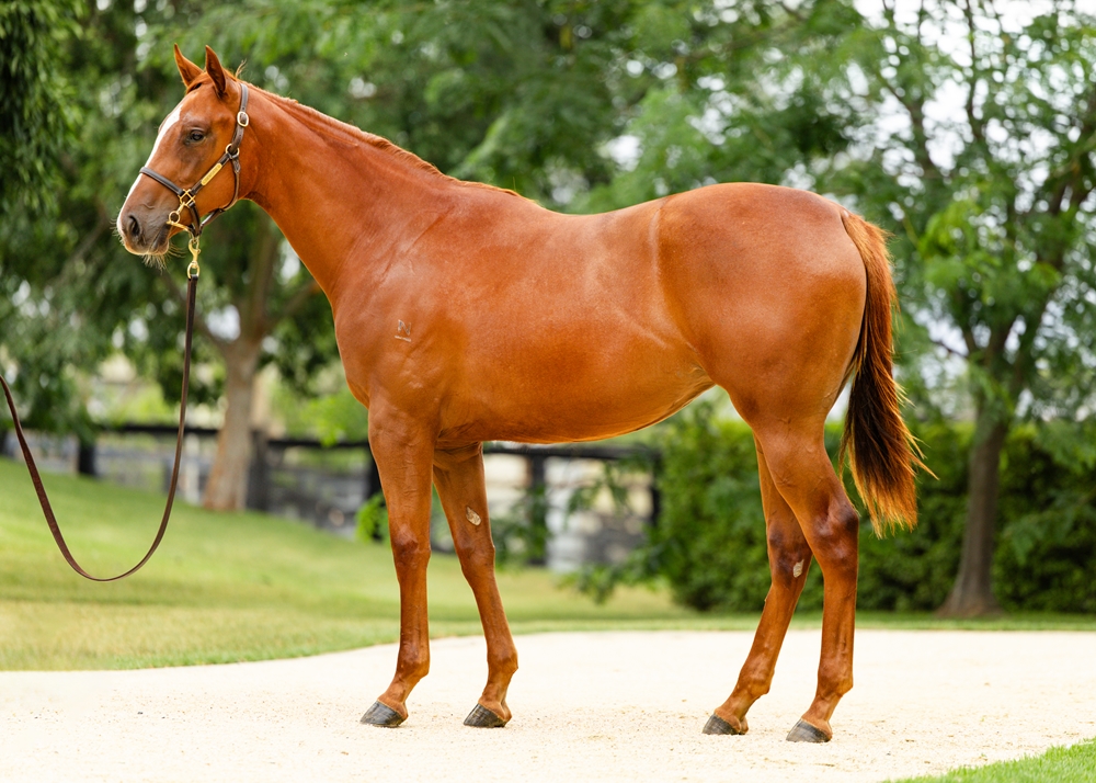 Capitalist (AUS) / Golconda (AUS) 2024 Filly - Image 1