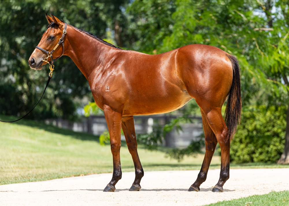 Extreme Choice (AUS) / I Am a Star (NZ) 2024 Filly - Image 1