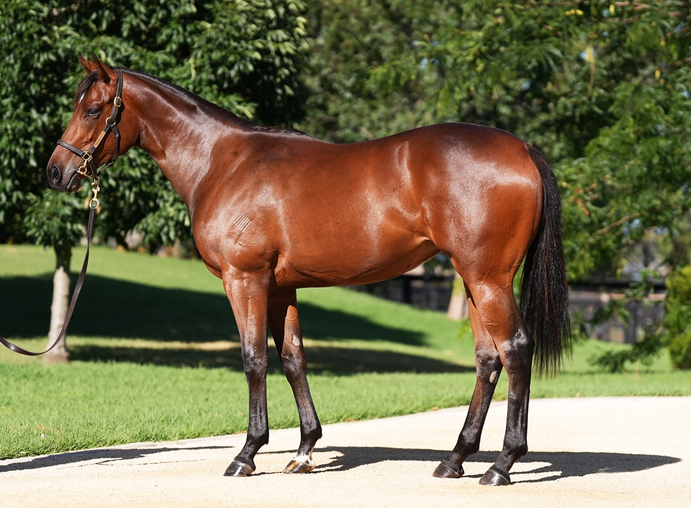 St Mark's Basilica (FR) / Irresistable Girl (AUS) 2024 Filly - Image 1
