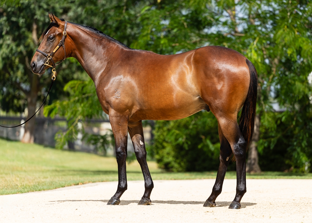 Stay Inside (AUS) / Island Joy (NZ) 2024 Colt - Image 1