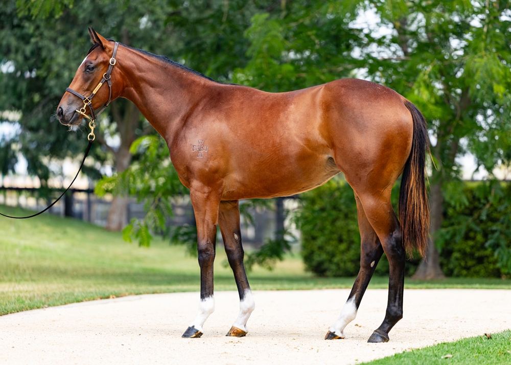 In the Congo (AUS) / Kentucky Miss (AUS) 2024 Filly - Image 1