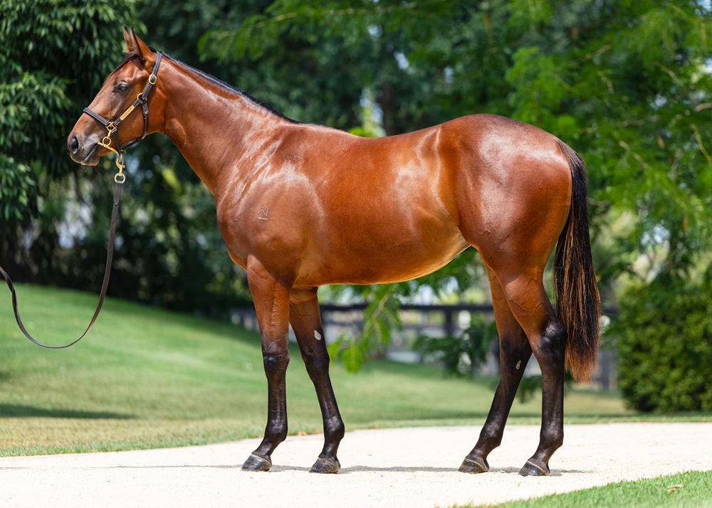 Anamoe (AUS) / Kiki Express (AUS) 2024 Filly - Image 1