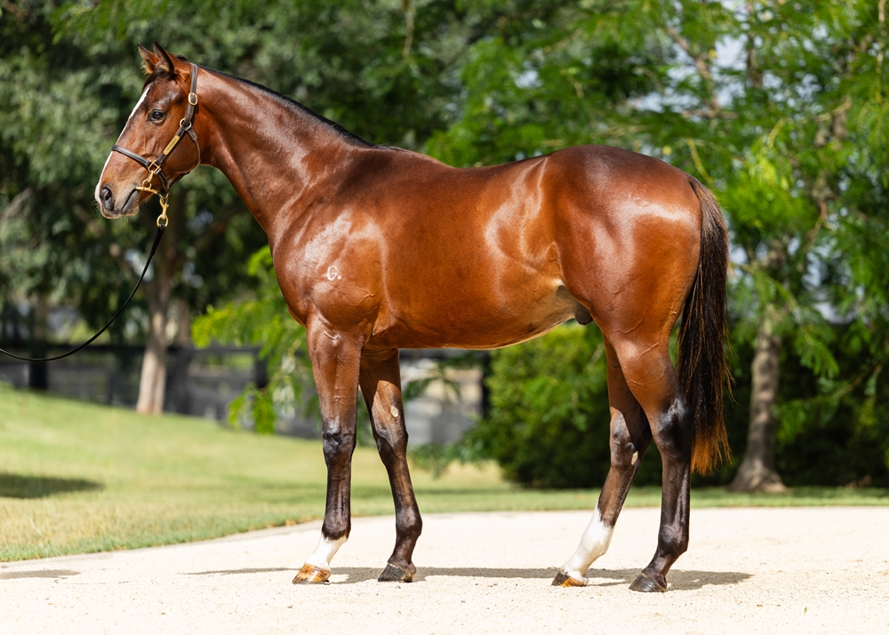 Pierro (AUS) / Lakerball (USA) 2024 Colt - Image 1