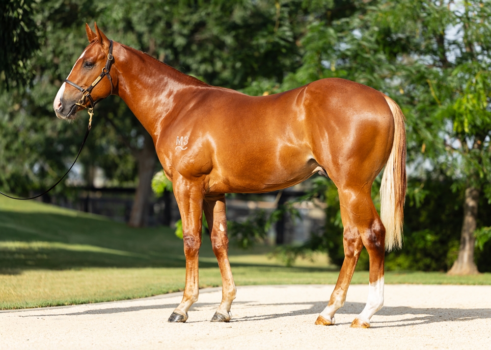 State of Rest (IRE) / Matronymic (AUS) 2024 Colt - Image 1