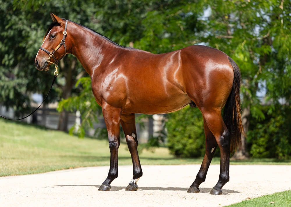 Frankel (GB) / Miss Alacrity (USA) 2024 Colt - Image 1