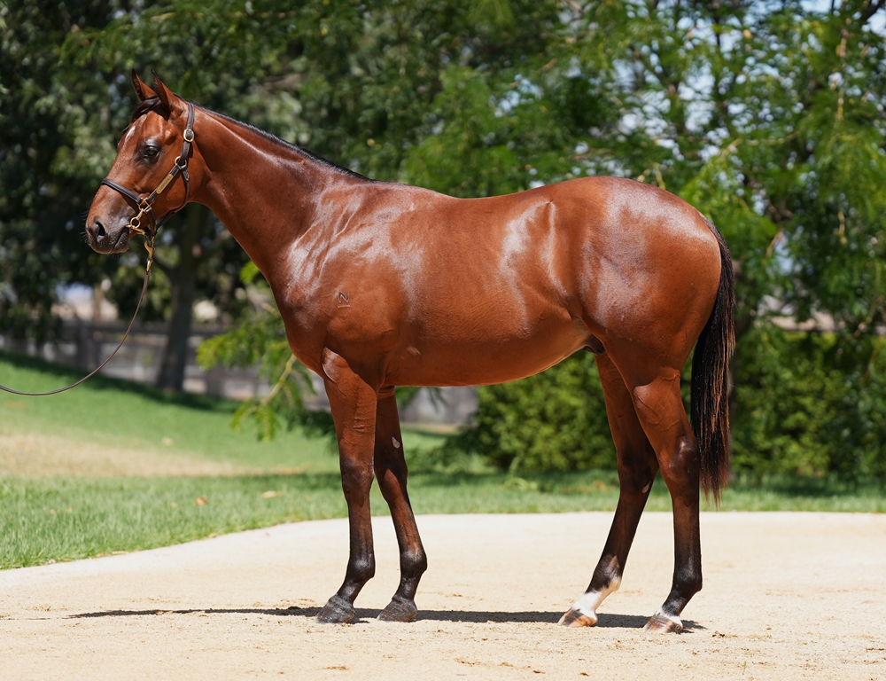 Extreme Choice (AUS) / Miss Exfactor (AUS) 2024 Colt - Image 1