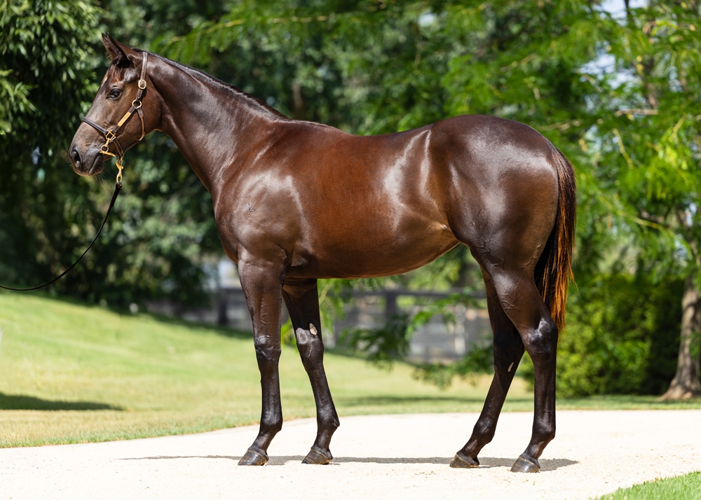 I Am Invincible (AUS) / Nayeli (AUS) 2024 Filly - Image 1