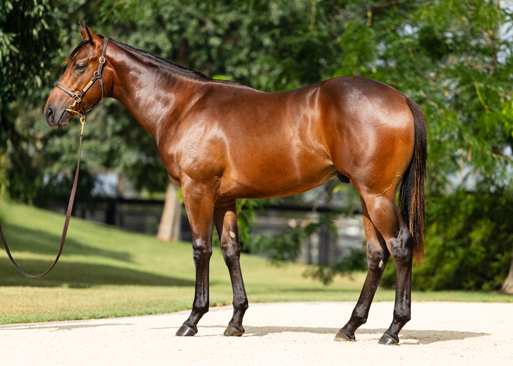 Artorius (AUS) / Noble Creed (AUS) 2024 Colt - Image 1