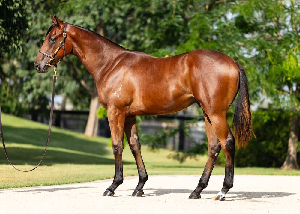 Capitalist (AUS) / Orabelle (AUS) 2024 Colt - Image 1