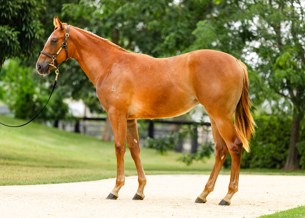Snitzel (AUS) / Our Crown Mistress (AUS) 2024 Filly - Image 1