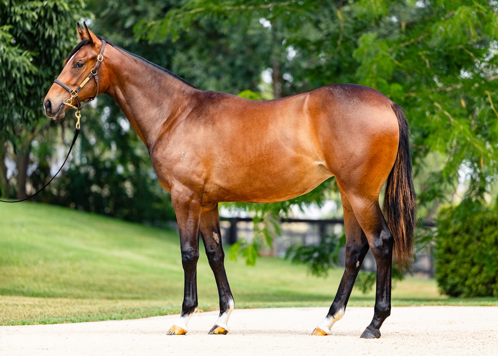 Wild Ruler (AUS) / Pane in the Glass (AUS) 2024 Filly - Image 1