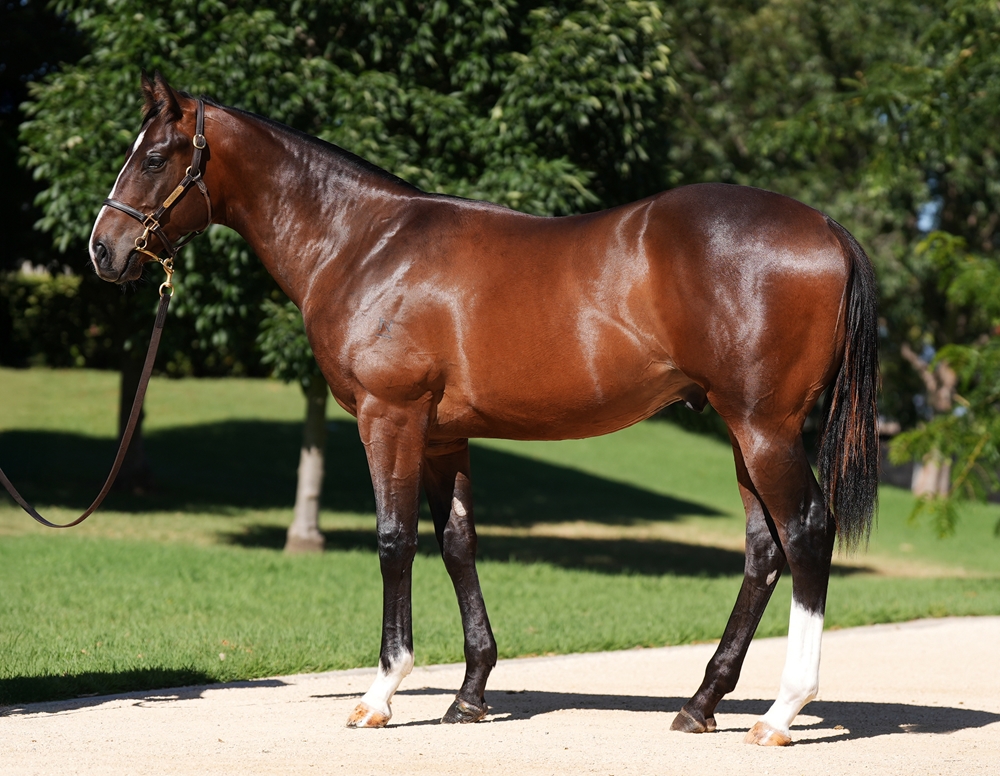 Snitzel (AUS) / Play That Song (NZ) 2024 Colt - Image 1