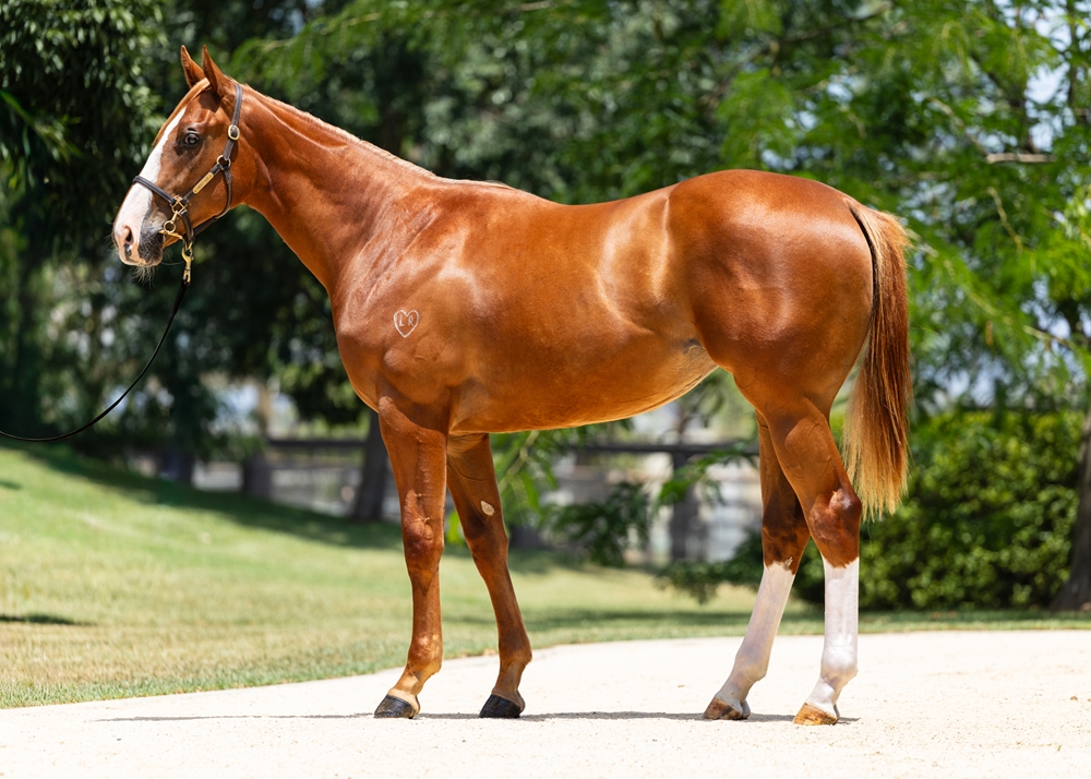 Home Affairs (AUS) / Pretty Woman (AUS) 2024 Filly - Image 1