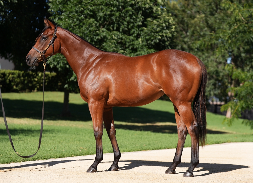 Justify (USA) / Rocket Science (IRE) 2024 Filly - Image 1