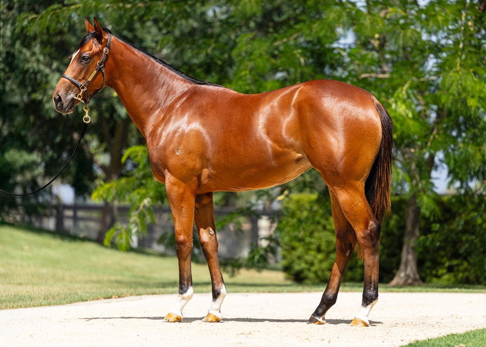 Justify (USA) / Split Lip (AUS) 2024 Filly - Image 1