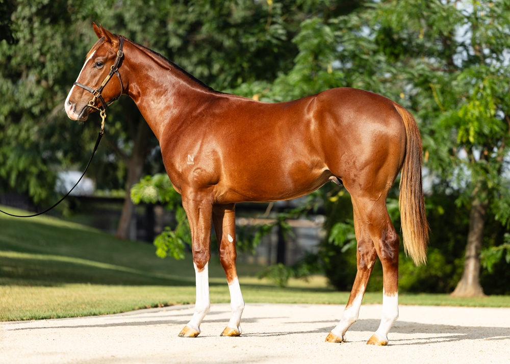 Anamoe (AUS) / Sprightly Lass (AUS) 2024 Colt - Image 1