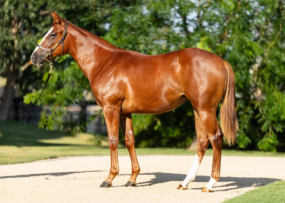 Stay Inside (AUS) / Steel Diamond (AUS) 2024 Filly - Image 1