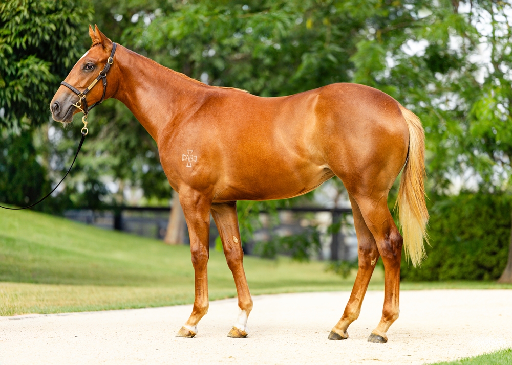 State of Rest (IRE) / Stella Victoria (AUS) 2024 Filly - Image 1