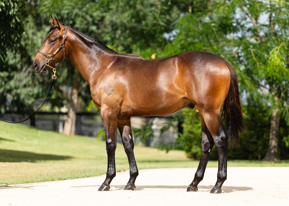 I Am Invincible (AUS) / Synchronize (NZ) 2024 Colt - Image 1