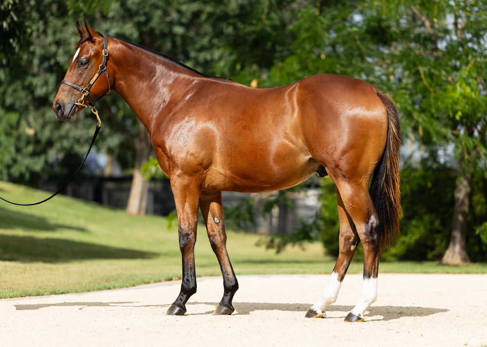 Home Affairs (AUS) / Twist Tops (AUS) 2024 Colt - Image 1