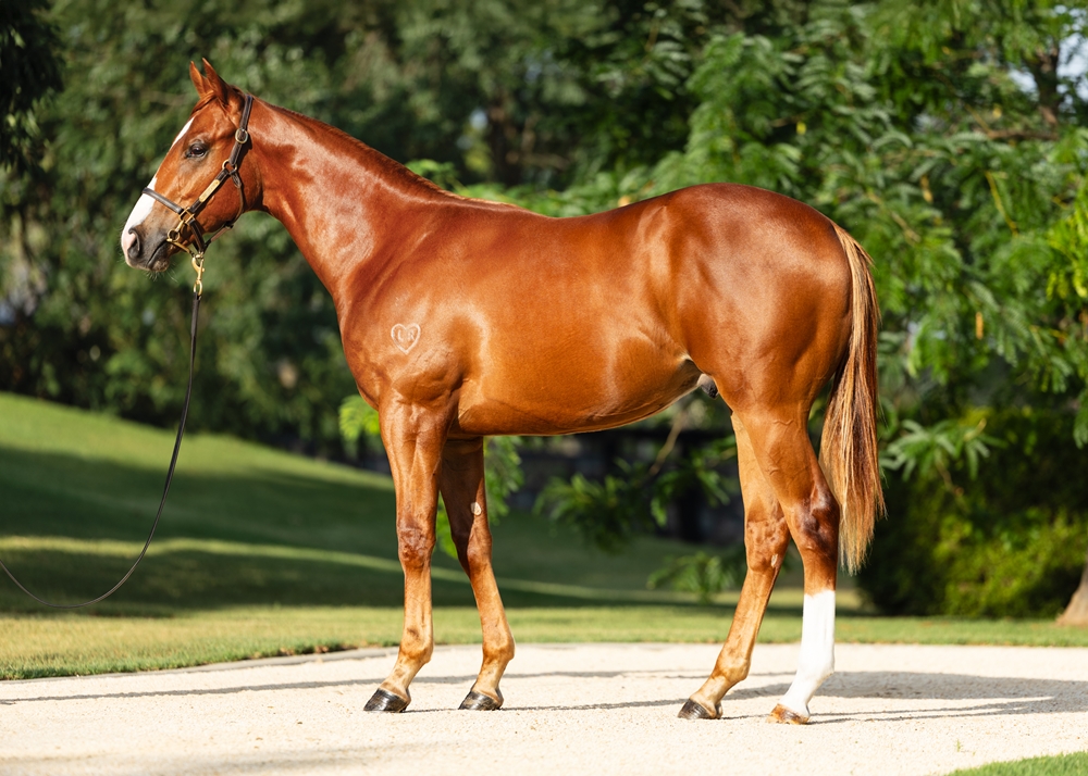 Capitalist (AUS) / Undoubted Pleasure (AUS) 2024 Colt - Image 1