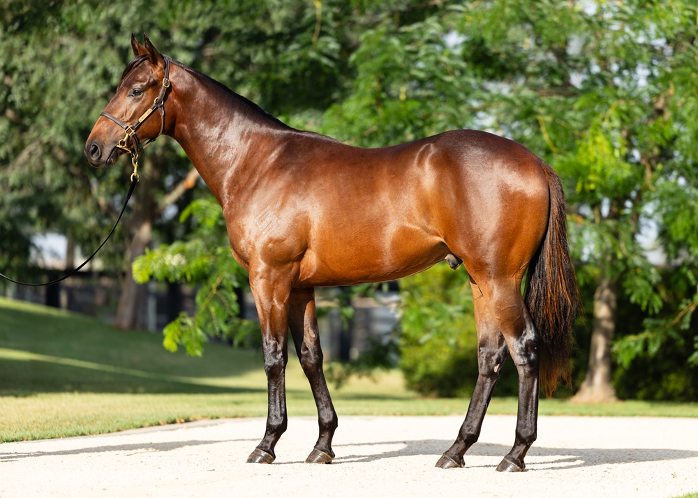 Too Darn Hot (GB) / Utah Nash (AUS) 2024 Colt - Image 1