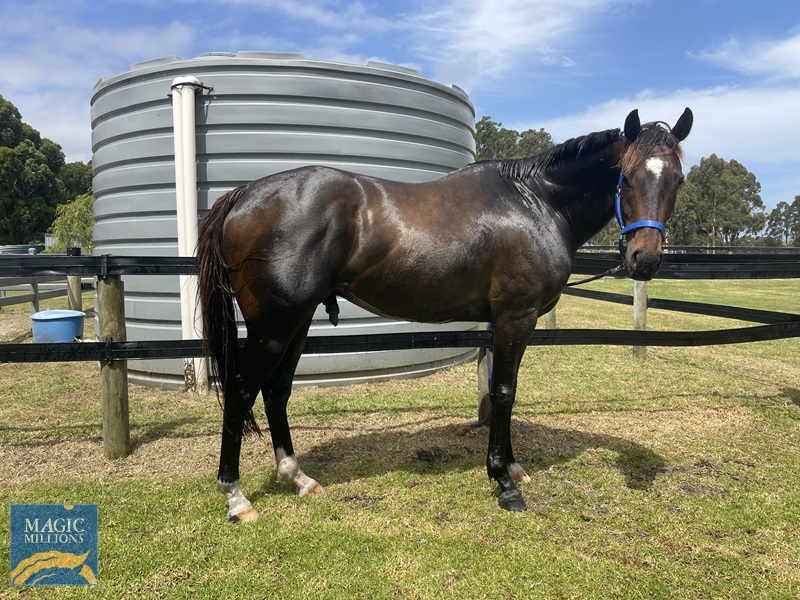 251216 Sisu Warrior.jpg - Image 2