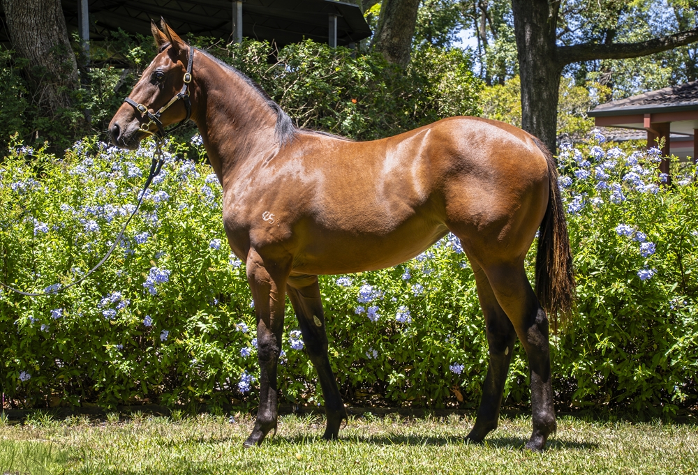 Zoustar (AUS) / Dorothy of Oz (AUS) 2024 Filly - Image 1