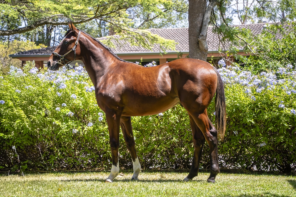 Maurice (JPN) / Echo Gal (AUS) 2024 Colt - Image 1