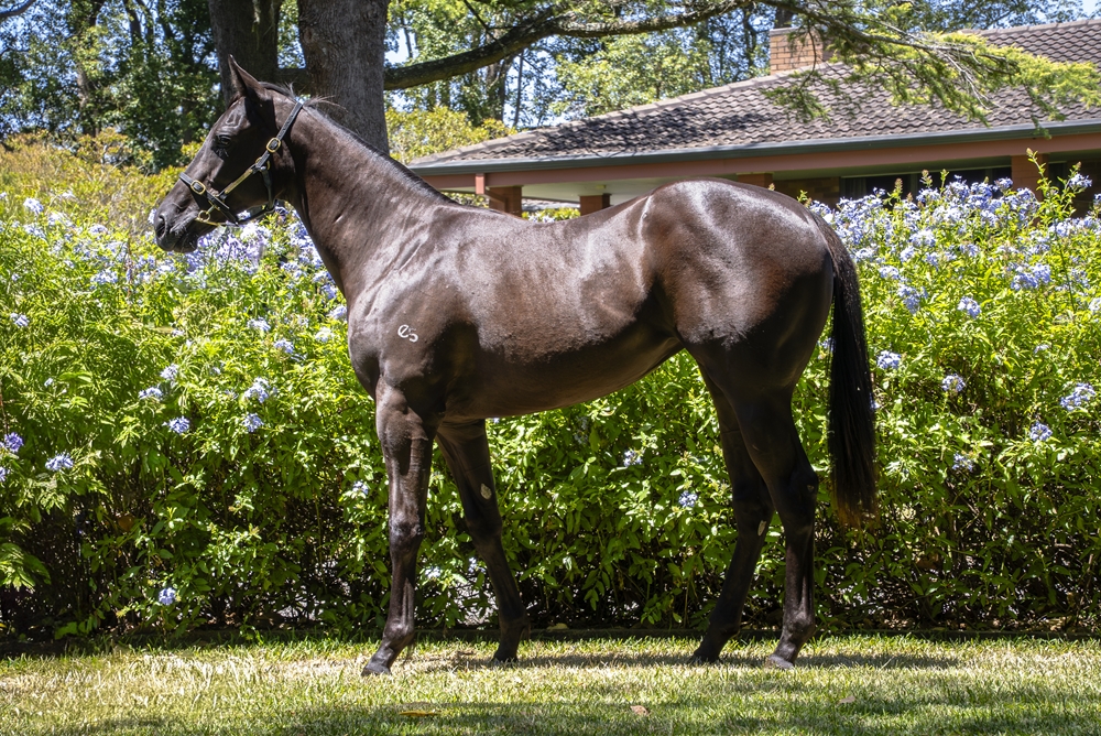 Written By (AUS) / Miss Aubrey (AUS) 2024 Filly - Image 1