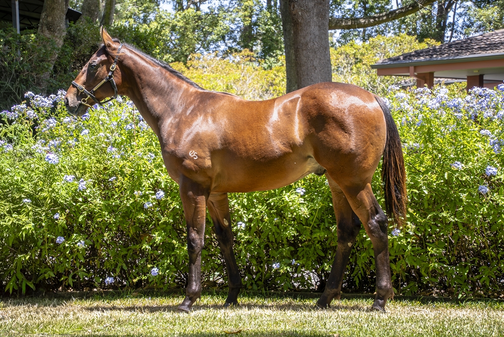 Farnan (AUS) / Shespending (NZ) 2024 Colt - Image 1