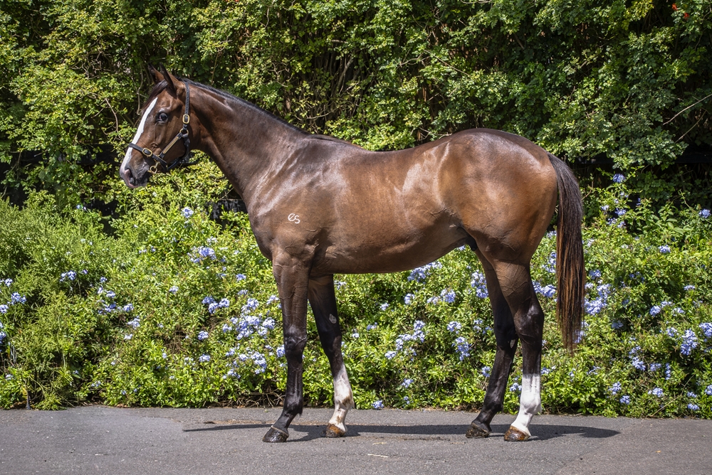 Grunt (NZ) / Bang On (NZ) 2024 Colt - Image 1