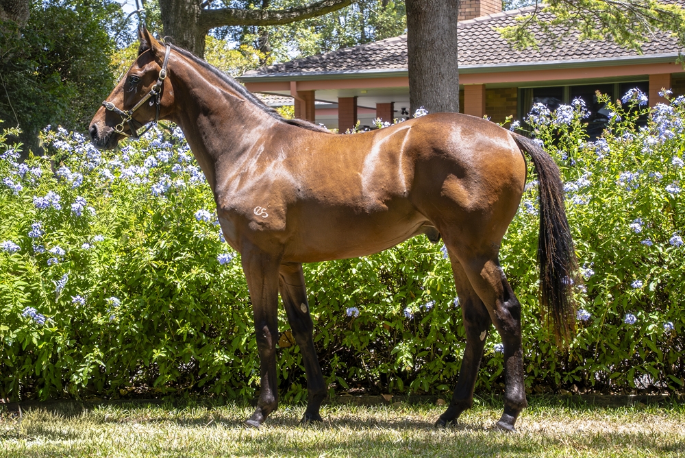 Brave Smash (JPN) / Flute of Brut (AUS) 2024 Colt - Image 1