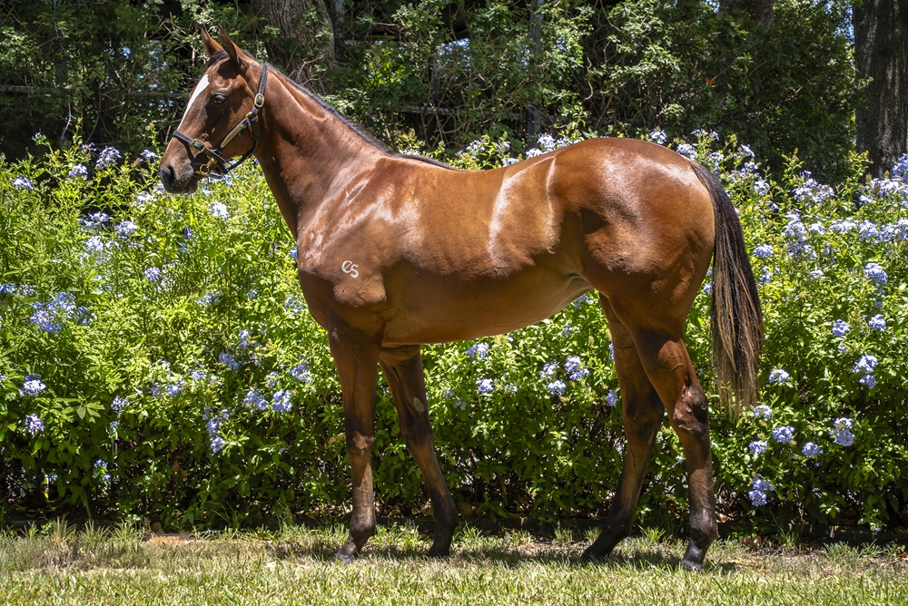 In the Congo (AUS) / La Foret (AUS) 2024 Filly - Image 1