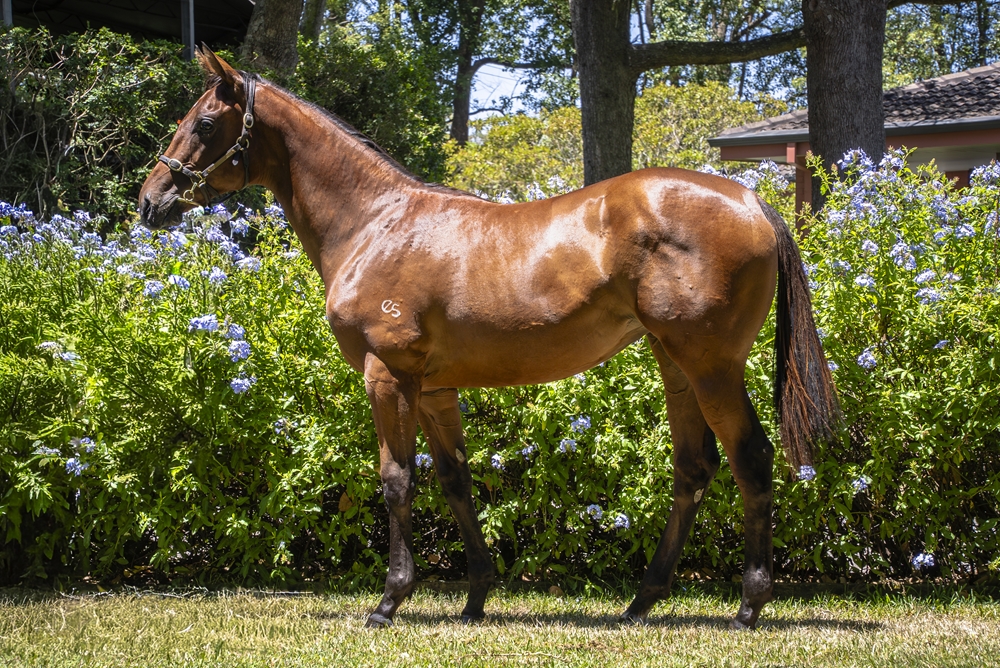 Star Turn (AUS) / Miss Severina (AUS) 2024 Filly - Image 1