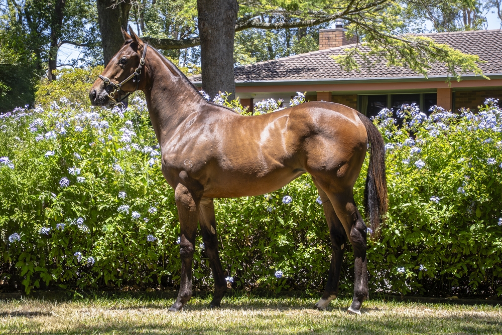 State of Rest (IRE) / Questing (AUS) 2024 Filly - Image 1