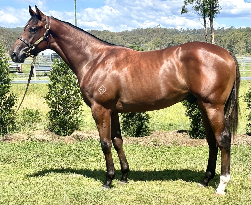 Harry Angel (IRE) / Scarlet Moretta (AUS) 2024 Colt - Image 1