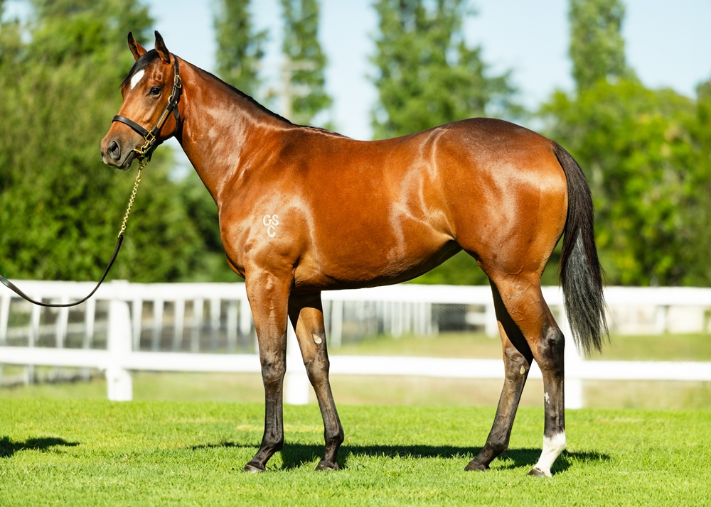 Artorius (AUS) / Caprice (AUS) 2024 Filly - Image 1
