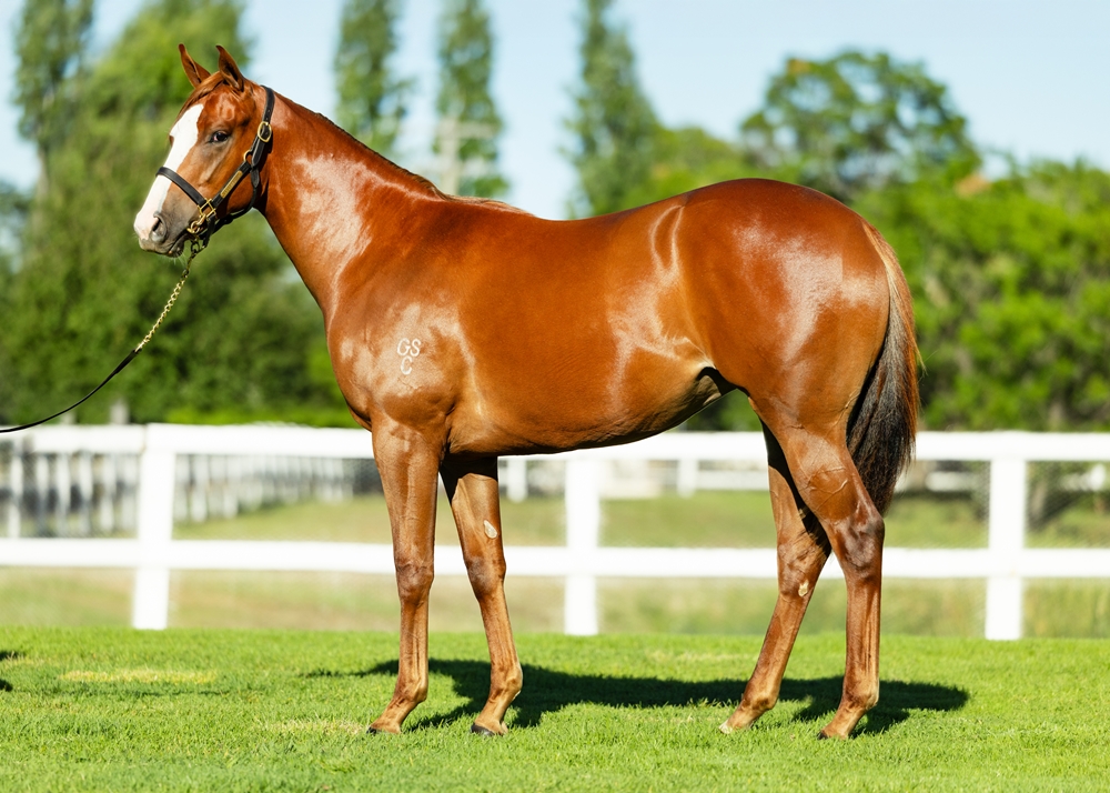 In the Congo (AUS) / Ma Joie (AUS) 2024 Filly - Image 1