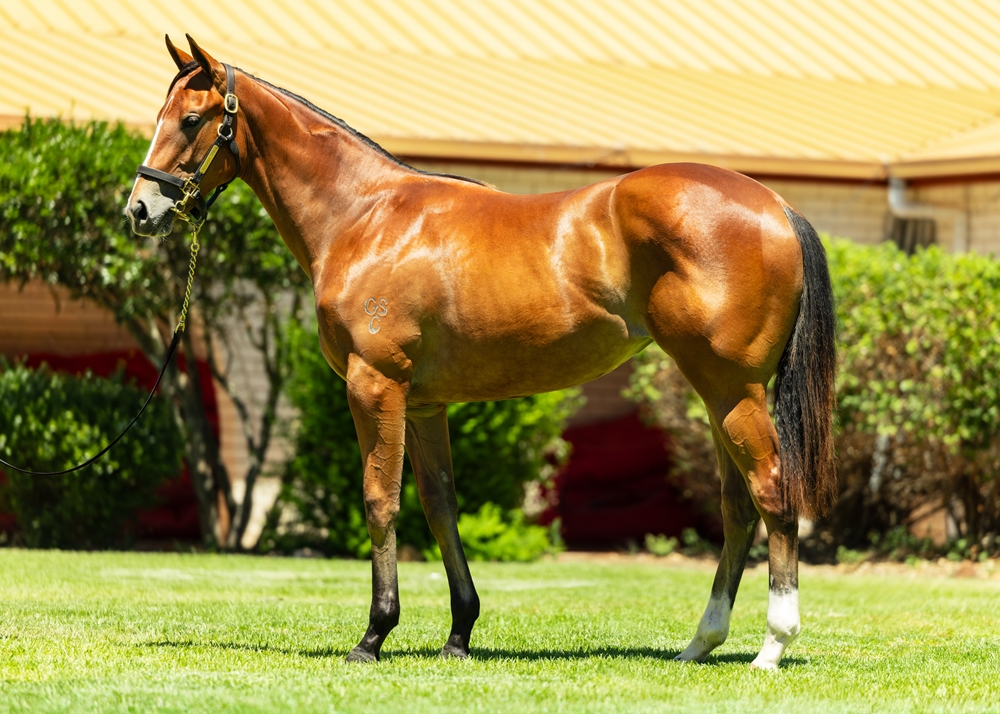 State of Rest (IRE) / Snitzel's Glow (AUS) 2024 Filly - Image 1