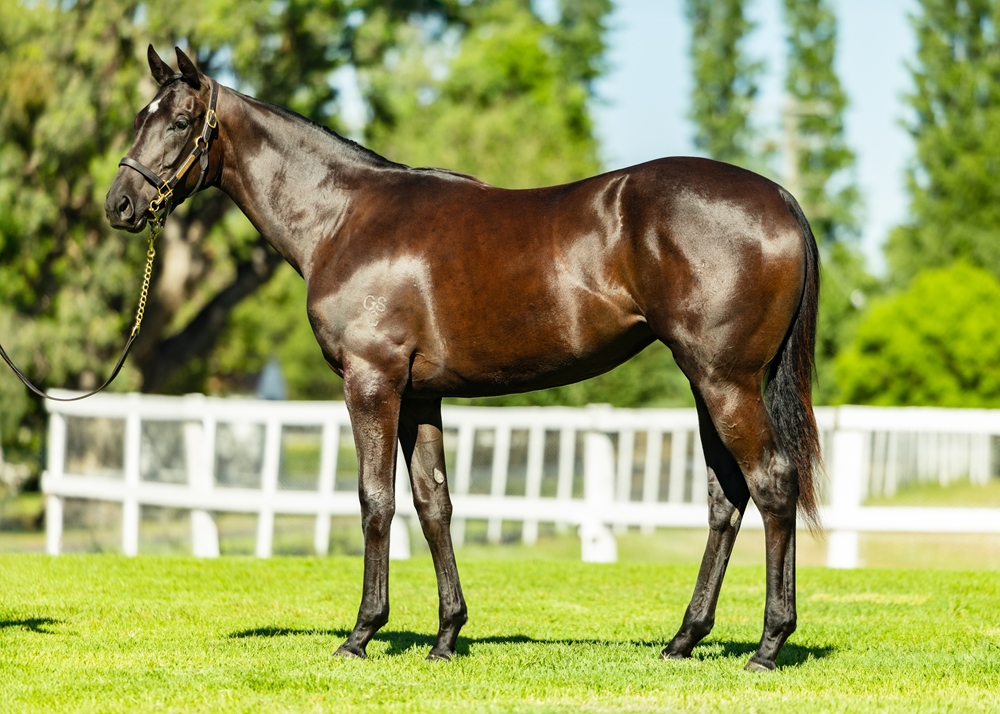 Artorius (AUS) / Adorent (AUS) 2024 Filly - Image 1