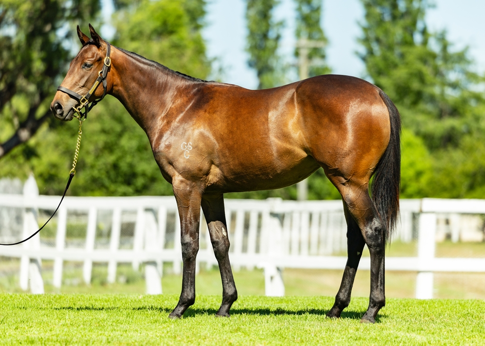 State of Rest (IRE) / Only Mine (AUS) 2024 Filly - Image 1